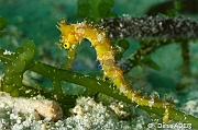 Caulerpa cylindracea Hippocampus histrix Hippocampe herisse-Liwutonkidi Jetty beach-23m-20180604-Denis-ADER-DSC_4156_tn